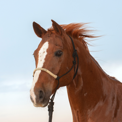 Classic Equine Braided Rawhide Rope Halter