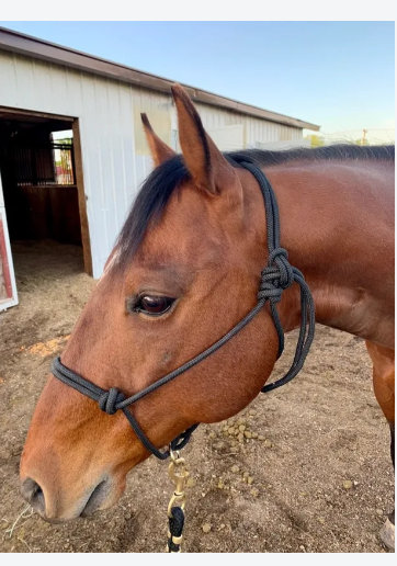 Rope Halter 3/8" with BP Ring