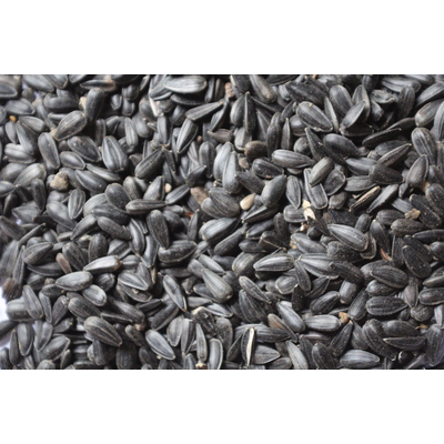 Sunflower Seed Black Oil 50 LB