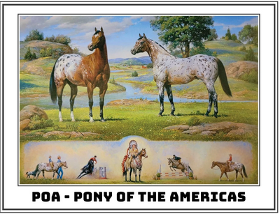 Breyer The Ideal Series | Pony of the Americas 1883