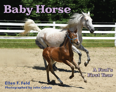 Baby Horse: A Foal's First Year (Book)