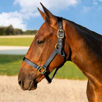 Valhoma - Premium B Nylon Thoroughbred Style Halter